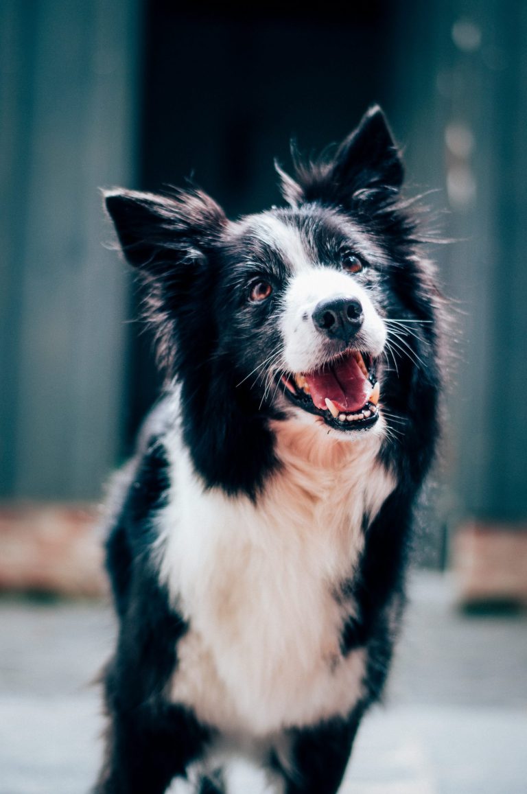 clínica veterinaria en León